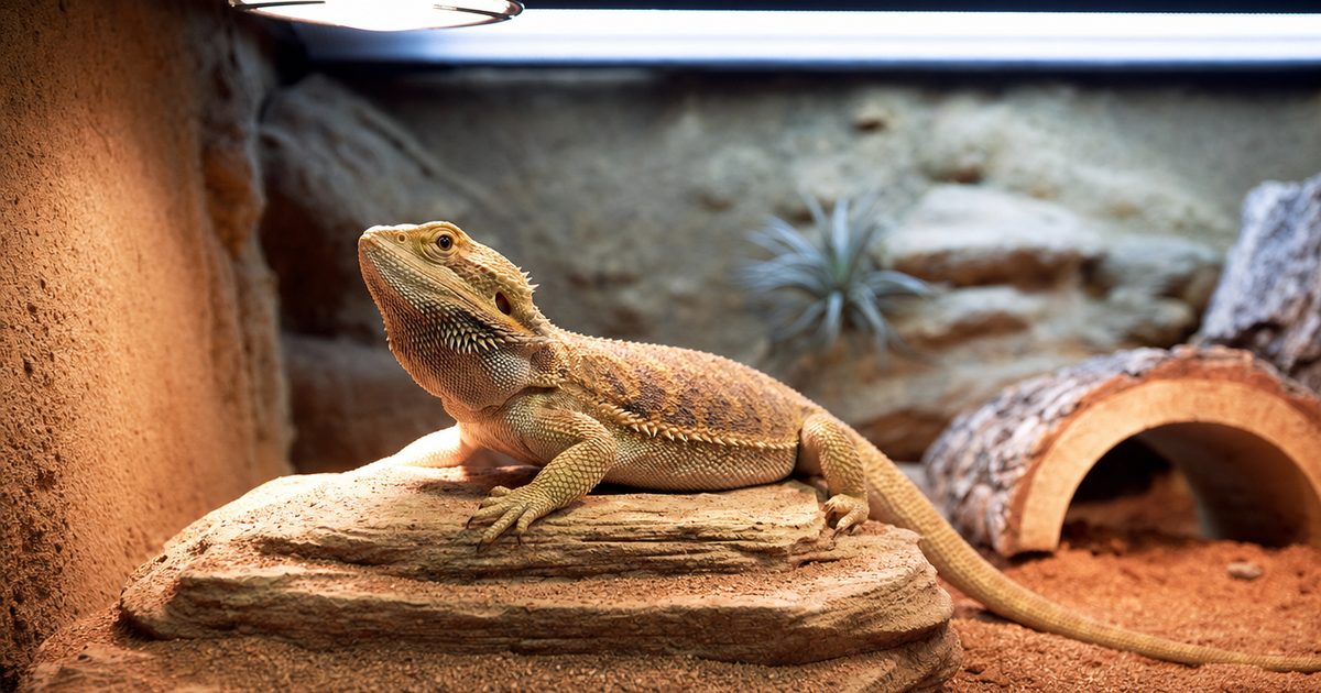 A bearded dragon basking on a rock under a heat lamp.